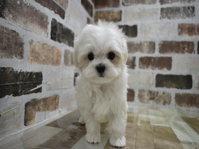 岐阜県のマルチーズ (ワンラブイオンモール土岐店/2025年10月20日生まれ/女の子/ホワイト)の子犬の2枚目の画像