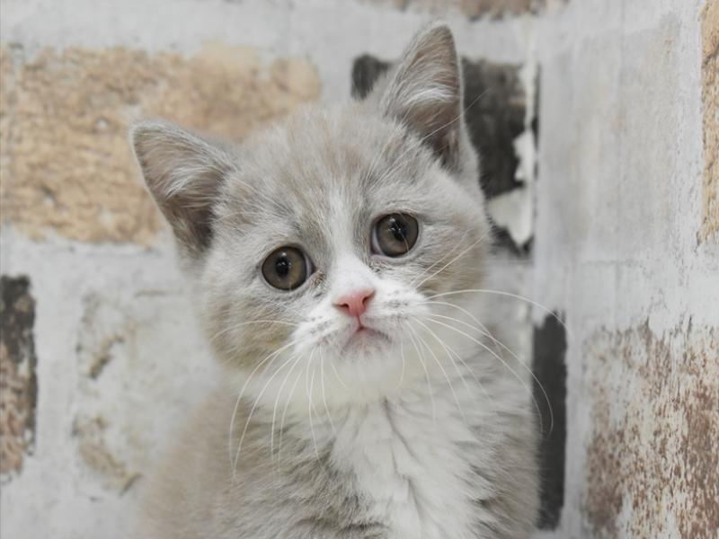 愛知県のブリティッシュロングヘアー (ワンラブペッツビレッジ アピタ刈谷店(FC)/2025年10月23日生まれ/女の子/ライラックホワイト)の子猫の1枚目の画像