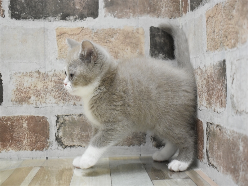 愛知県のブリティッシュロングヘアー (ワンラブペッツビレッジ アピタ刈谷店(FC)/2025年10月23日生まれ/女の子/ライラックホワイト)の子猫の3枚目の画像