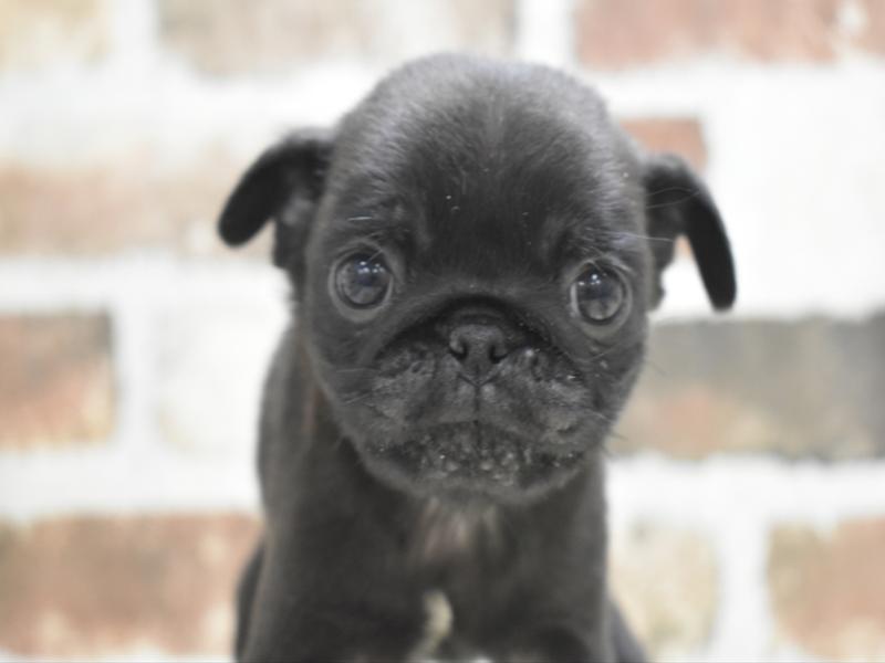 愛知県のパグ (ワンラブ名古屋守山インター総本店/2025年10月22日生まれ/男の子/ブラックタン)の子犬の1枚目の画像