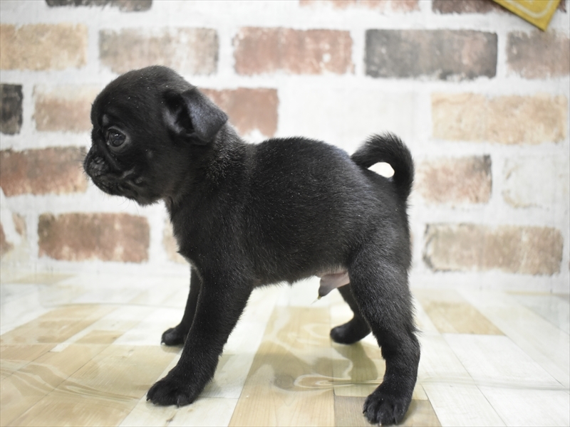 愛知県のパグ (ワンラブ名古屋守山インター総本店/2025年10月22日生まれ/男の子/ブラックタン)の子犬の3枚目の画像
