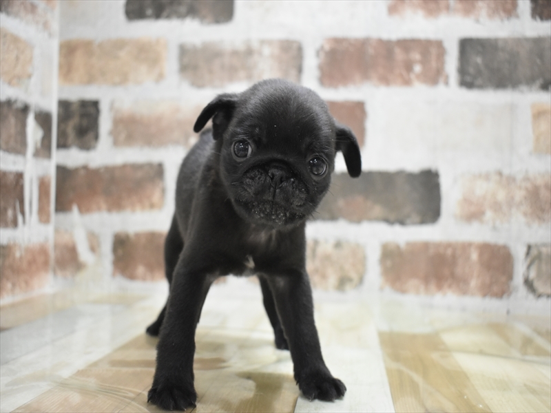 愛知県のパグ (ワンラブ名古屋守山インター総本店/2025年10月22日生まれ/男の子/ブラックタン)の子犬の2枚目の画像