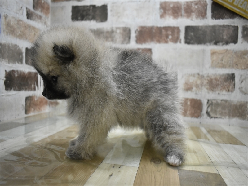 大阪府のポメラニアン (ワンラブイオンモール日根野店/2025年10月23日生まれ/女の子/ウルフセーブル)の子犬の3枚目の画像