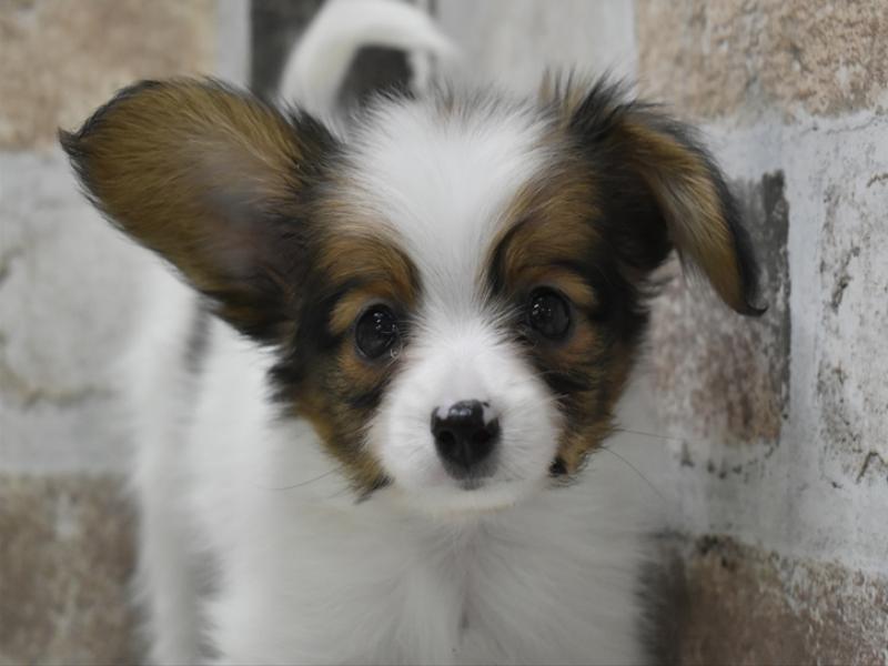 京都府のパピヨン (ワンラブMOMOテラス店/2025年10月21日生まれ/男の子/ホワイトレッド)の子犬の1枚目の画像