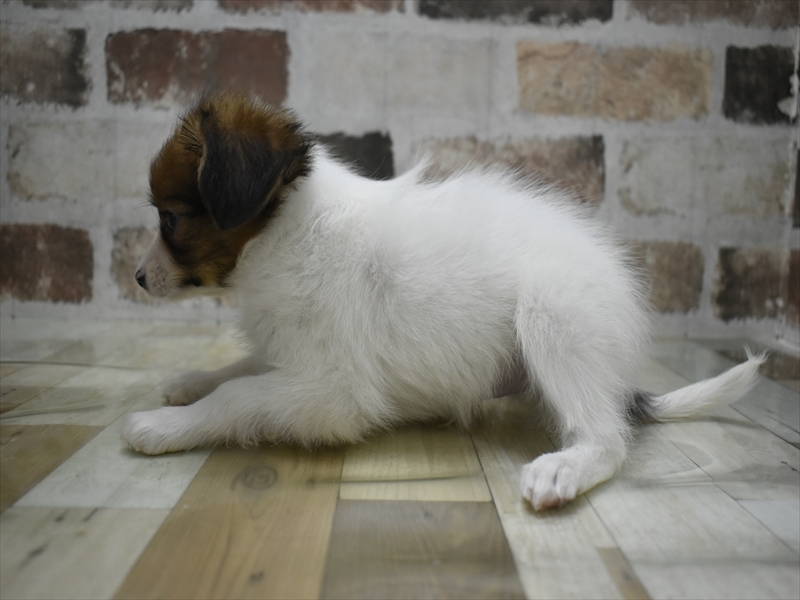 京都府のパピヨン (ワンラブMOMOテラス店/2025年10月21日生まれ/男の子/ホワイトレッド)の子犬の3枚目の画像