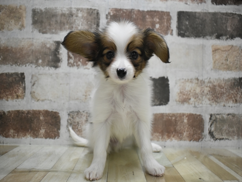 京都府のパピヨン (ワンラブMOMOテラス店/2025年10月21日生まれ/男の子/ホワイトレッド)の子犬の2枚目の画像