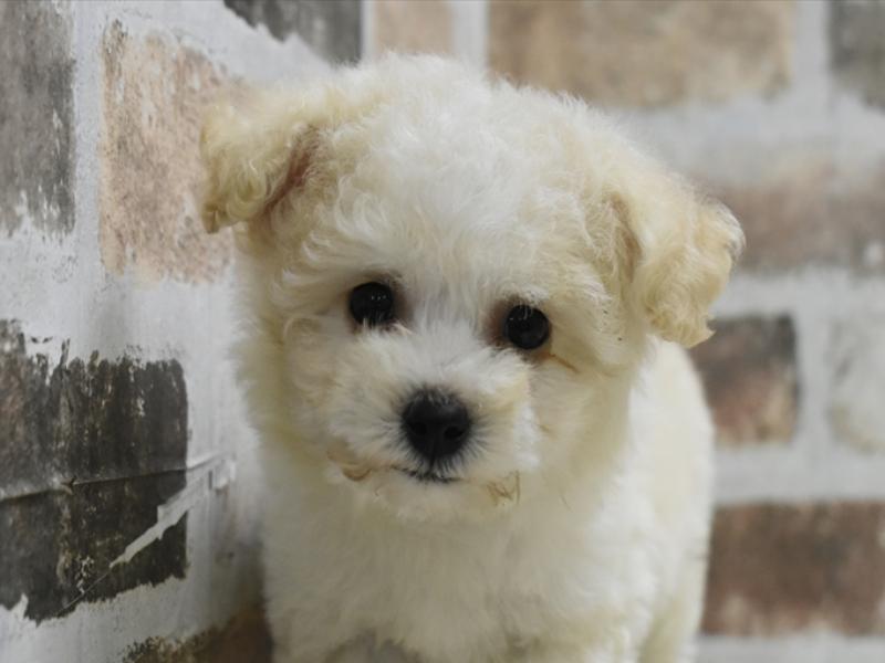 愛知県のビションプー(ビションフリーゼ×プードル) (ワンラブ名古屋守山インター総本店/2025年10月23日生まれ/男の子/ホワイトクリーム)の子犬の1枚目の画像