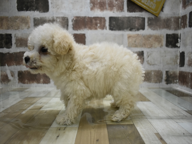 愛知県のビションプー(ビションフリーゼ×プードル) (ワンラブ名古屋守山インター総本店/2025年10月23日生まれ/男の子/ホワイトクリーム)の子犬の3枚目の画像