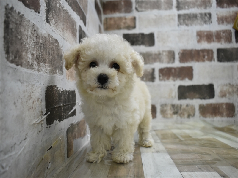 愛知県のビションプー(ビションフリーゼ×プードル) (ワンラブ名古屋守山インター総本店/2025年10月23日生まれ/男の子/ホワイトクリーム)の子犬の2枚目の画像