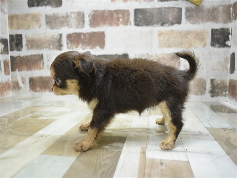 愛知県のチワワ(ロング) (ワンラブ星崎店(FC)/2025年10月22日生まれ/女の子/チョコレートクリーム)の子犬の3枚目の画像