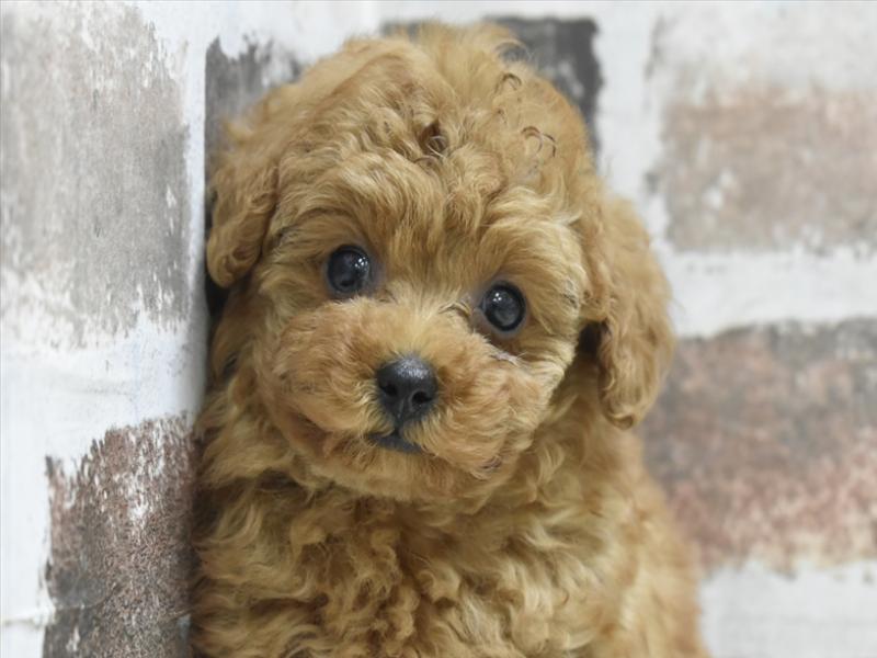 愛知県のトイプードル(タイニー) (ワンラブ名古屋守山インター総本店/2025年10月21日生まれ/男の子/レッドフォーン)の子犬の1枚目の画像