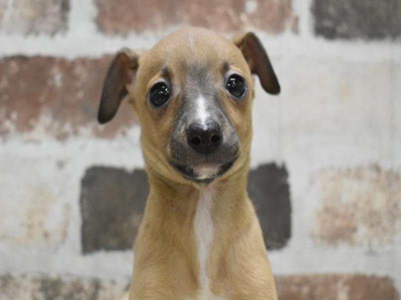 愛知県のイタリアングレーハウンド (ワンラブホームセンターバロー小牧岩崎店/2025年10月23日生まれ/女の子/レッドホワイト)の子犬