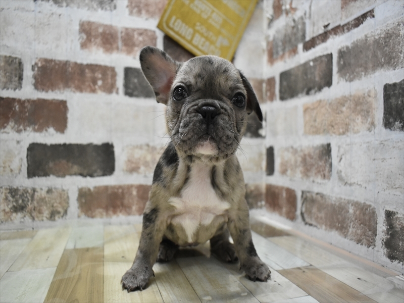 愛知県のフレンチブルドッグ (ワンラブ名古屋守山インター総本店/2025年10月19日生まれ/女の子/ブルーマール)の子犬の2枚目の画像