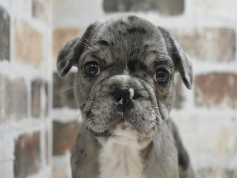 福岡県のフレンチブルドッグ (ワンラブカインズ福岡新宮店/2025年10月19日生まれ/男の子/ブルーマール)の子犬の1枚目の画像