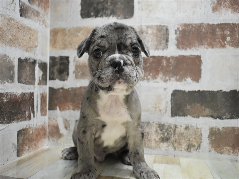 福岡県のフレンチブルドッグ (ワンラブカインズ福岡新宮店/2025年10月19日生まれ/男の子/ブルーマール)の子犬の2枚目の画像