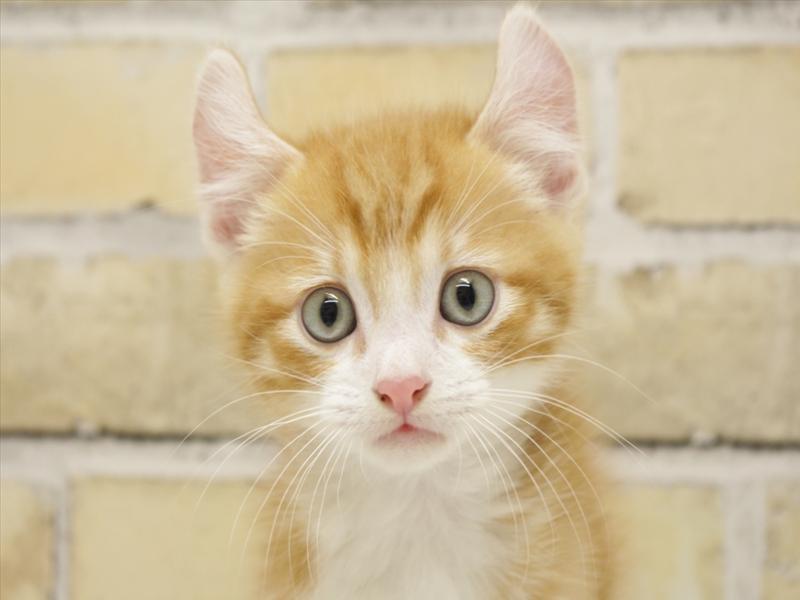 広島県のアメリカンカール (ワンラブカインズ広島LECT店/2025年10月23日生まれ/男の子/レッドタビーホワイト)の子猫の1枚目の画像