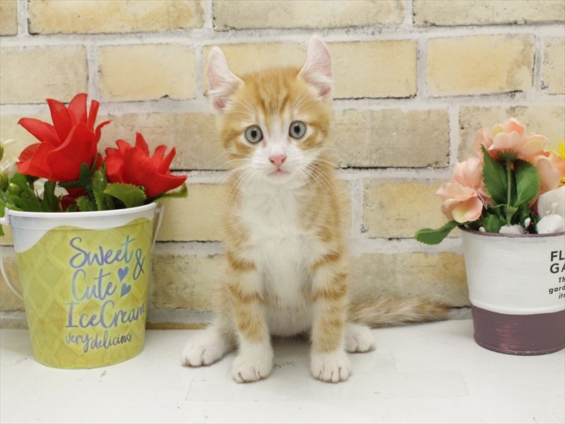 広島県のアメリカンカール (ワンラブカインズ広島LECT店/2025年10月23日生まれ/男の子/レッドタビーホワイト)の子猫の3枚目の画像