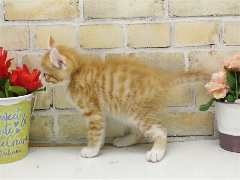 広島県のアメリカンカール (ワンラブカインズ広島LECT店/2025年10月23日生まれ/男の子/レッドタビーホワイト)の子猫の2枚目の画像