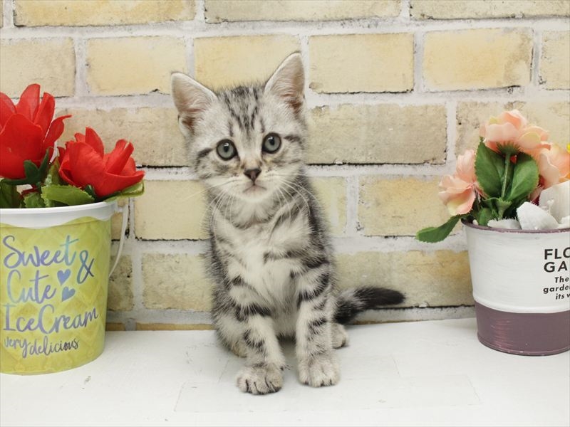 福岡県のアメリカンショートヘアー (ワンラブゆめタウン久留米店/2025年10月23日生まれ/男の子/シルバータビー)の子猫の3枚目の画像