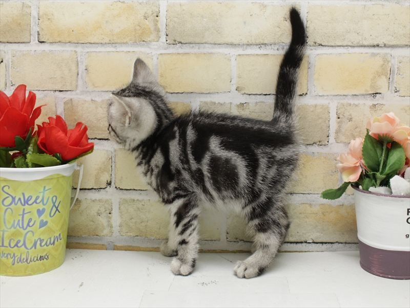 福岡県のアメリカンショートヘアー (ワンラブゆめタウン久留米店/2025年10月23日生まれ/男の子/シルバータビー)の子猫の2枚目の画像