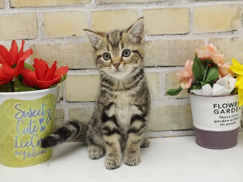 福岡県のアメリカンショートヘアー (ワンラブ福岡総本店/2025年10月18日生まれ/男の子/ブラウンタビー)の子猫の3枚目の画像