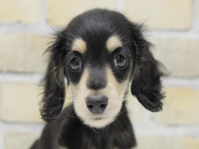 広島県のカニンヘンダックスフンド(ロング) (ワンラブ福山ポートプラザ天満屋店/2025年10月20日生まれ/男の子/ブラックイエロー)の子犬の1枚目の画像