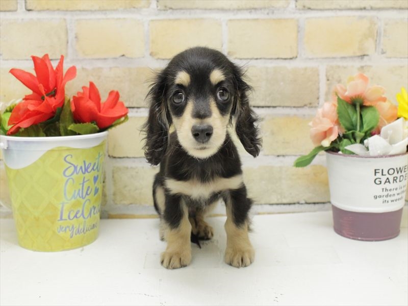 広島県のカニンヘンダックスフンド(ロング) (ワンラブ福山ポートプラザ天満屋店/2025年10月20日生まれ/男の子/ブラックイエロー)の子犬の3枚目の画像