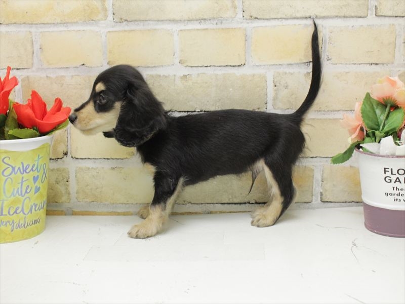 広島県のカニンヘンダックスフンド(ロング) (ワンラブ福山ポートプラザ天満屋店/2025年10月20日生まれ/男の子/ブラックイエロー)の子犬の2枚目の画像