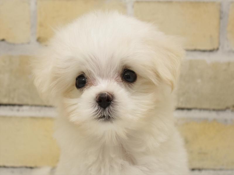 福岡県のマルチーズ (ワンラブ福岡総本店/2025年10月21日生まれ/男の子/ホワイト)の子犬の1枚目の画像