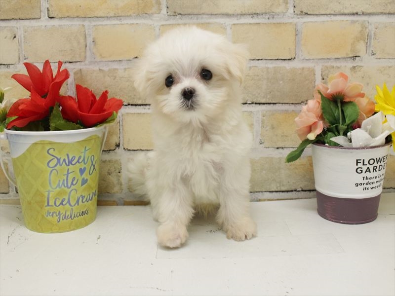 福岡県のマルチーズ (ワンラブ福岡総本店/2025年10月21日生まれ/男の子/ホワイト)の子犬の3枚目の画像