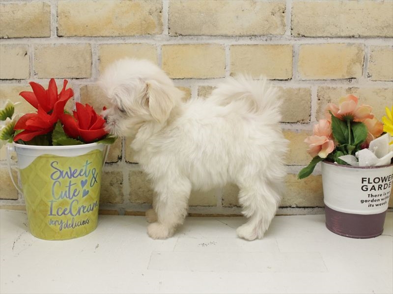 福岡県のマルチーズ (ワンラブ福岡総本店/2025年10月21日生まれ/男の子/ホワイト)の子犬の2枚目の画像