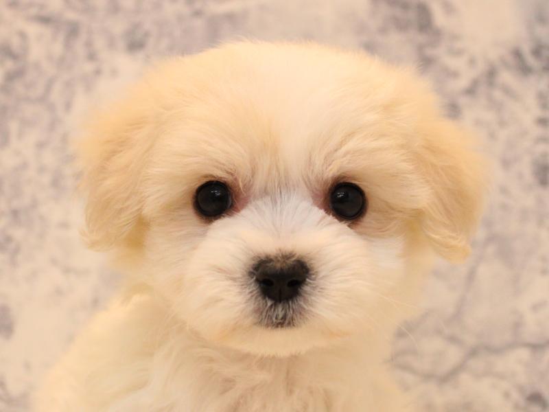 埼玉県のハーフ犬・ミックス犬 (ワンラブ埼玉寄居店/2025年10月25日生まれ/女の子/ホワイト)の子犬の1枚目の画像