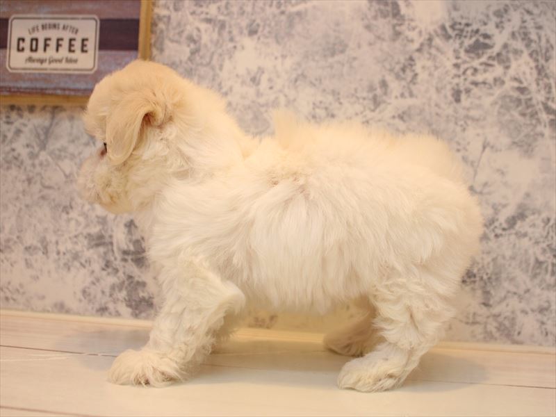 埼玉県のハーフ犬・ミックス犬 (ワンラブ埼玉寄居店/2025年10月25日生まれ/女の子/ホワイト)の子犬の3枚目の画像