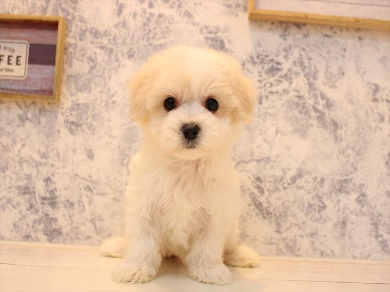 埼玉県のハーフ犬・ミックス犬 (ワンラブ埼玉寄居店/2025年10月25日生まれ/女の子/ホワイト)の子犬の2枚目の画像