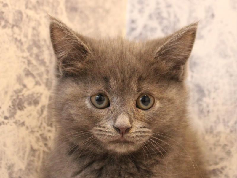 群馬県のマンチカン (ワンラブカインズ高崎東部店/2025年10月25日生まれ/男の子/ブルー)の子猫