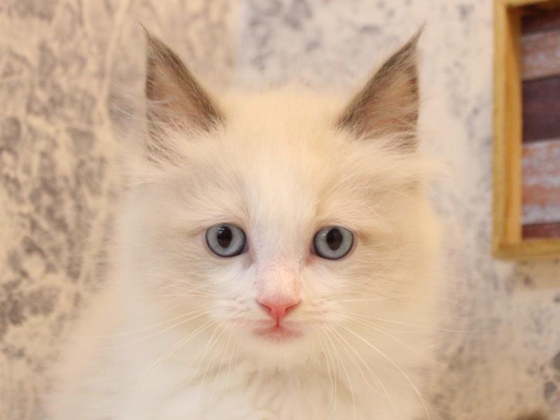 千葉県のラグドール (ワンラブイオンフードスタイル新松戸店/2025年10月25日生まれ/男の子/ブルーポイントバイカラー)の子猫の1枚目の画像