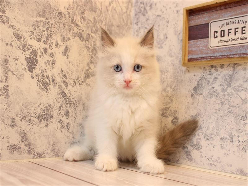 千葉県のラグドール (ワンラブイオンフードスタイル新松戸店/2025年10月25日生まれ/男の子/ブルーポイントバイカラー)の子猫の3枚目の画像