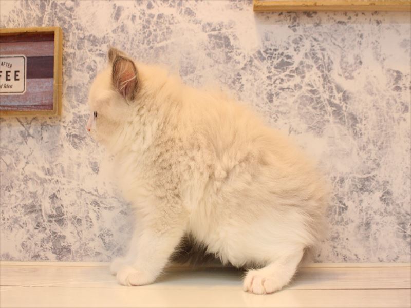 千葉県のラグドール (ワンラブイオンフードスタイル新松戸店/2025年10月25日生まれ/男の子/ブルーポイントバイカラー)の子猫の2枚目の画像