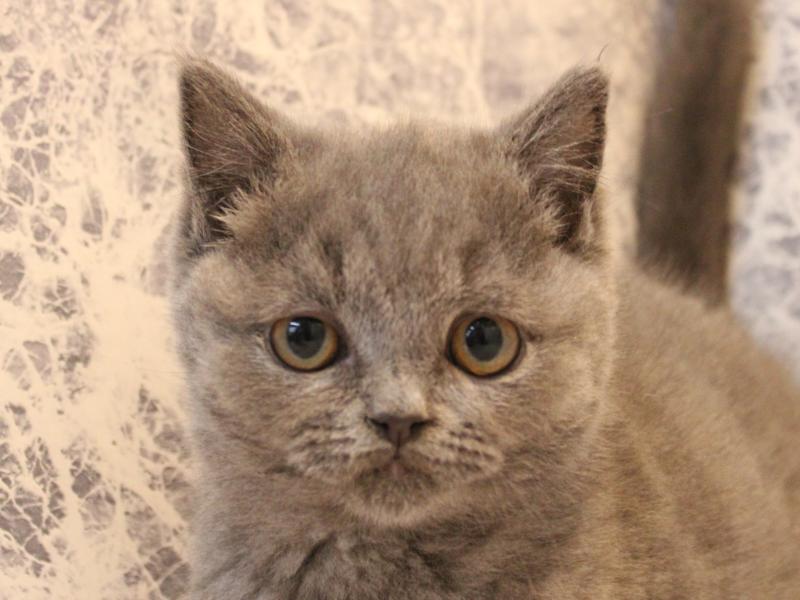 神奈川県のブリティッシュショートヘアー (ワンラブLICOPA 川崎店/2025年10月25日生まれ/男の子/ブルー)の子猫の1枚目の画像