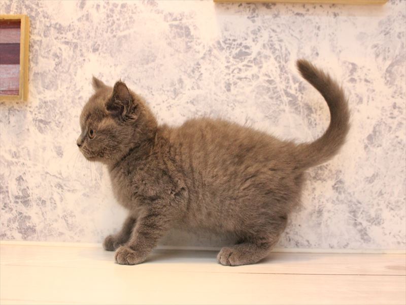 神奈川県のブリティッシュショートヘアー (ワンラブLICOPA 川崎店/2025年10月25日生まれ/男の子/ブルー)の子猫の3枚目の画像