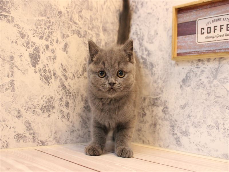 神奈川県のブリティッシュショートヘアー (ワンラブLICOPA 川崎店/2025年10月25日生まれ/男の子/ブルー)の子猫の2枚目の画像