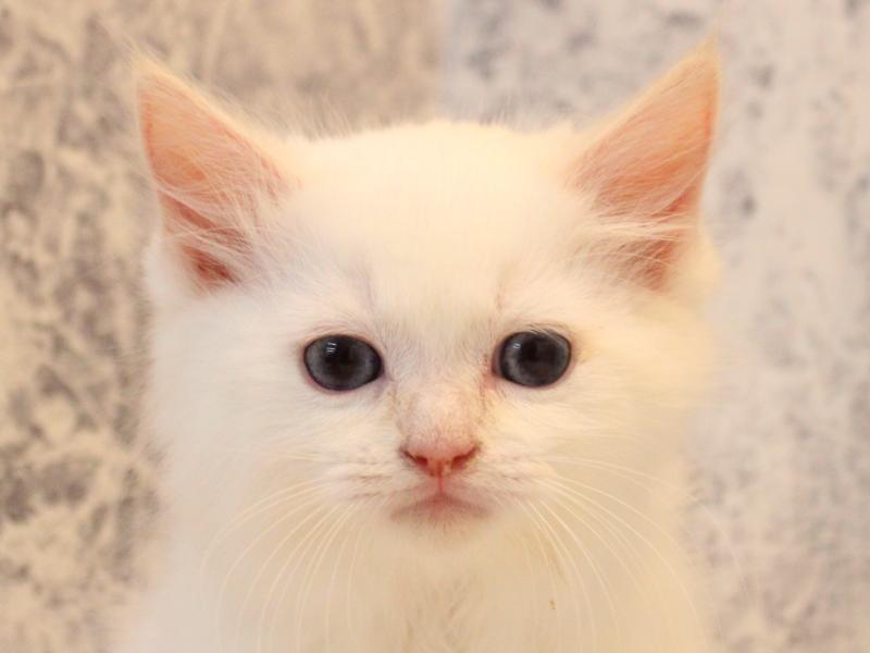 埼玉県のラグドール (ワンラブ埼玉寄居店/2025年10月25日生まれ/女の子/クリームポイントバイカラー)の子猫の1枚目の画像