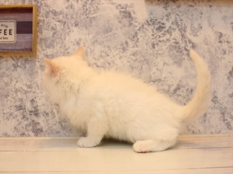 埼玉県のラグドール (ワンラブ埼玉寄居店/2025年10月25日生まれ/女の子/クリームポイントバイカラー)の子猫の3枚目の画像