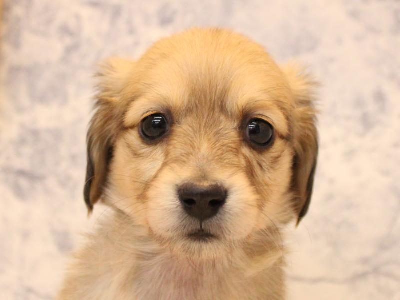 埼玉県のミニチュアダックスフンド(ロング) (ワンラブ埼玉寄居店/2025年10月25日生まれ/女の子/シェーデットイエロー)の子犬の1枚目の画像