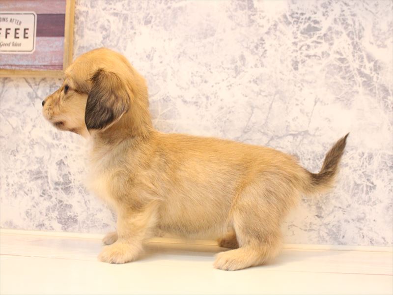 埼玉県のミニチュアダックスフンド(ロング) (ワンラブ埼玉寄居店/2025年10月25日生まれ/女の子/シェーデットイエロー)の子犬の3枚目の画像