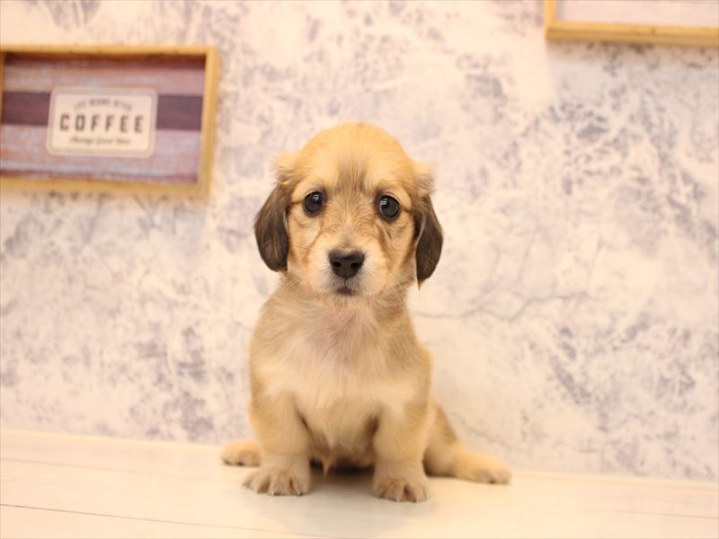 埼玉県のミニチュアダックスフンド(ロング) (ワンラブ埼玉寄居店/2025年10月25日生まれ/女の子/シェーデットイエロー)の子犬の2枚目の画像