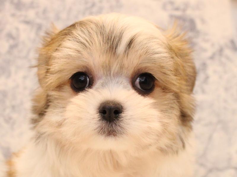 埼玉県のチワマル/マルチワ(チワワ×マルチーズ) (ワンラブ埼玉寄居店/2025年10月22日生まれ/女の子/ホワイトレッド)の子犬の1枚目の画像