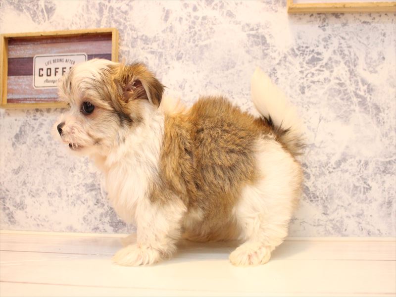 埼玉県のチワマル/マルチワ(チワワ×マルチーズ) (ワンラブ埼玉寄居店/2025年10月22日生まれ/女の子/ホワイトレッド)の子犬の3枚目の画像