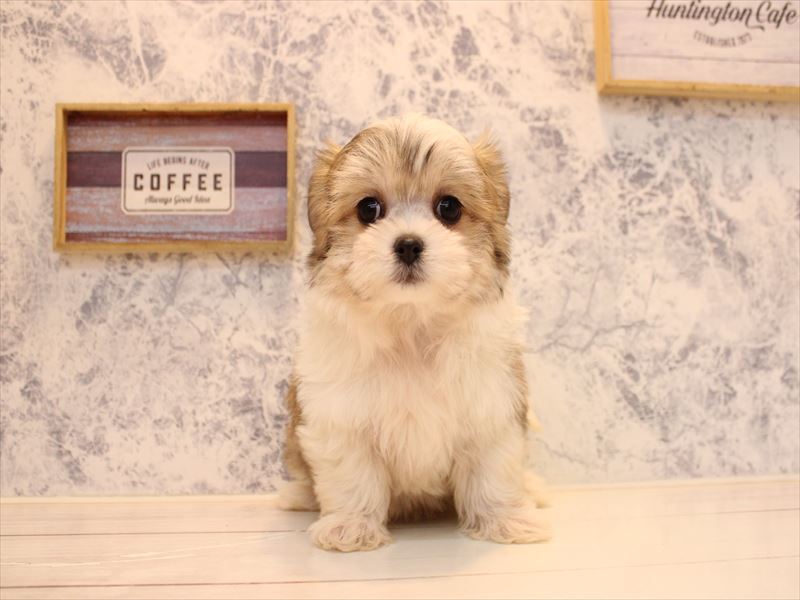 埼玉県のチワマル/マルチワ(チワワ×マルチーズ) (ワンラブ埼玉寄居店/2025年10月22日生まれ/女の子/ホワイトレッド)の子犬の2枚目の画像