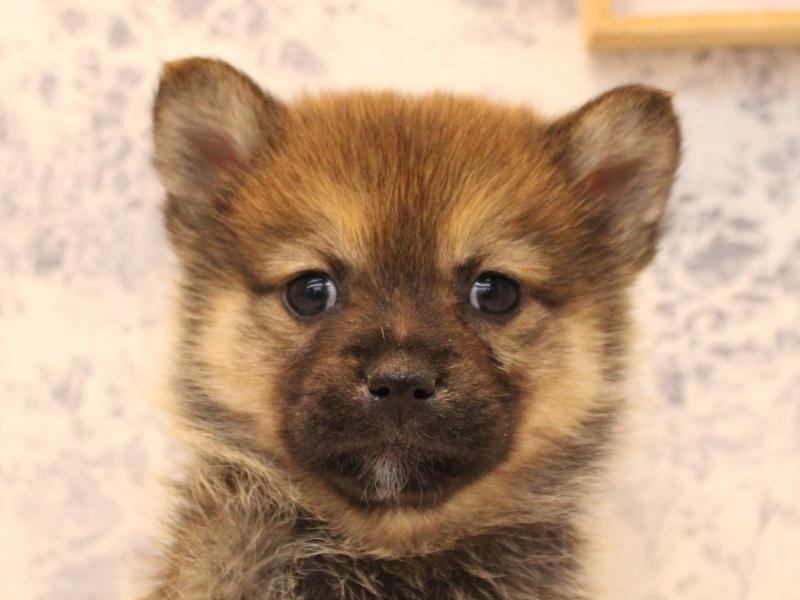 埼玉県のポメ柴/豆ポメ/ポメ豆柴(ポメラニアン×柴犬) (ワンラブ埼玉寄居店/2025年10月25日生まれ/女の子/赤)の子犬の1枚目の画像